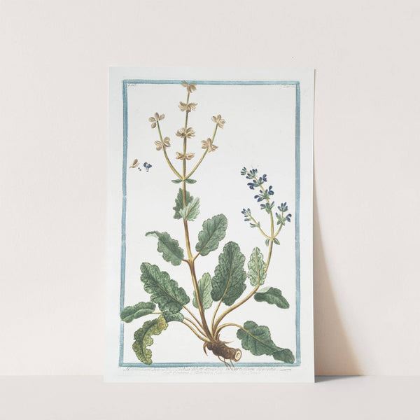 Horminum Sylvestre, floribus dilute azzureis in verticillum dispositis - Ormino, e Betonica Salvaiiea - Ormin. (Clary, Common, Clarry. Orvale. Toute-bonne. Clear Eye. See Bright. Eyebright) by Giorgio Bonelli