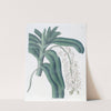 Horn-flowered Air-plant by Sydenham Edwards