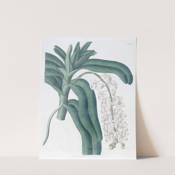Horn-flowered Air-plant by Sydenham Edwards