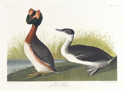 Horned grebe