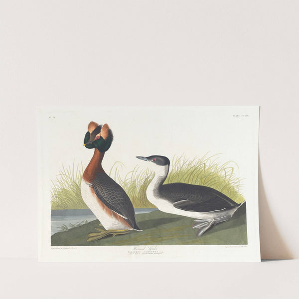 Horned grebe by John James Audubon