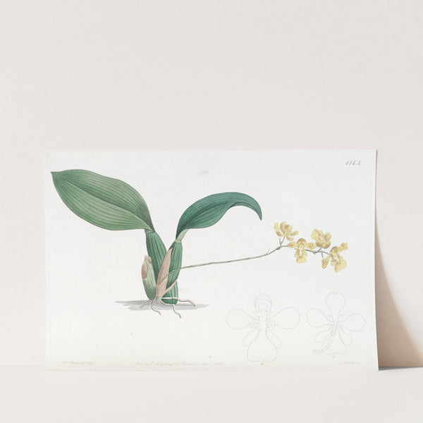 Horned Oncidium by Sydenham Edwards