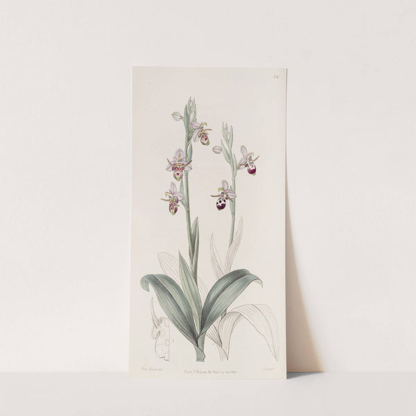Horned Ophrys by Sydenham Edwards