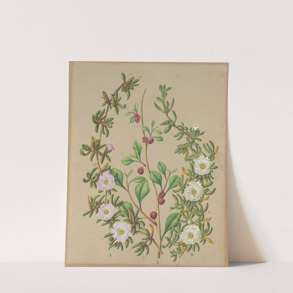 Horokaka; N.Z ice plant; Kokihi by Sarah Featon