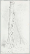 Horokiwi Valley; Rata and Pukatea