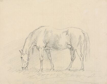 Horse Grazing