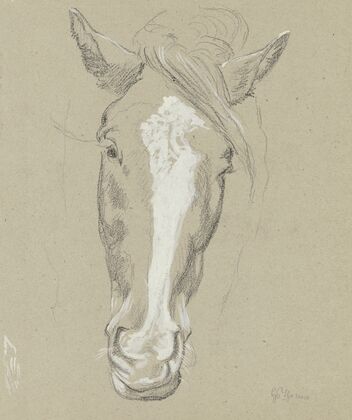 Horse head
