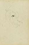 Horse head