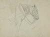 Horse in a Harness (1860 - 1900)