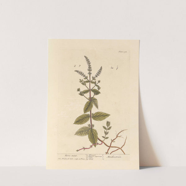 Horse mint by Elizabeth Blackwell