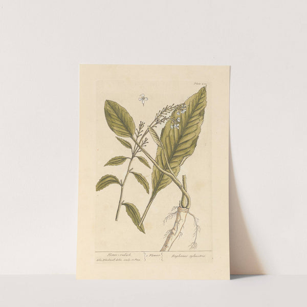 Horse radish by Elizabeth Blackwell