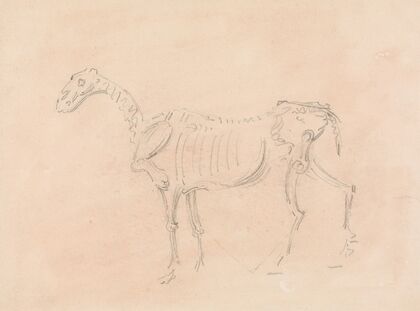 Horse Skeleton