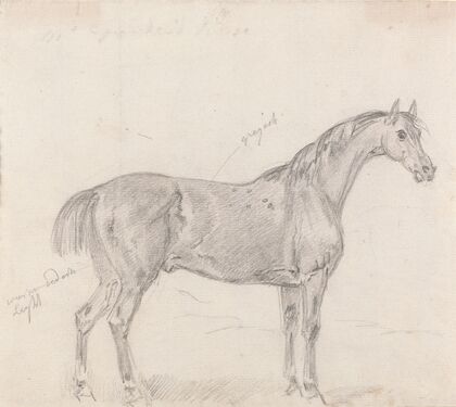 Horse Standing, Side View Facing Right