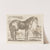 Horse, standing to the right (1793) by Martin Ferdinand Quadal