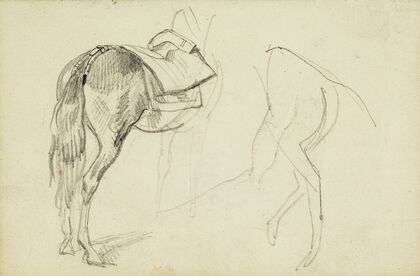Horse Studies