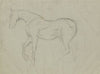 Horse study