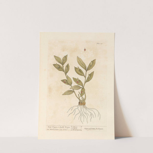 Horse tongue or double tongue by Elizabeth Blackwell