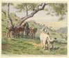 Horses in Field, Tivoli