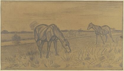 Horses on the field