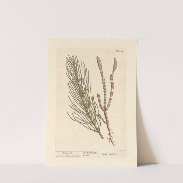 Horsetail by Elizabeth Blackwell