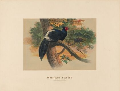Horsfield’s Kaleege