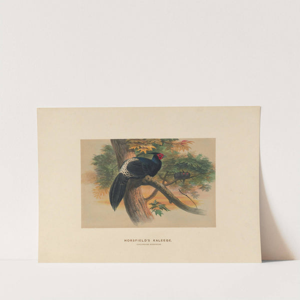 Horsfield’s Kaleege by Joseph Wolf