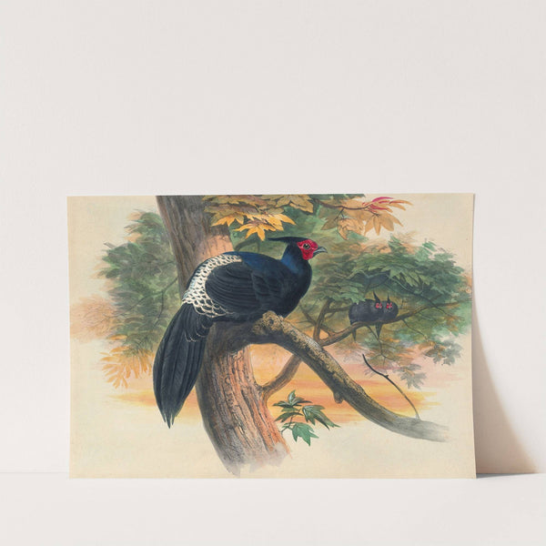 Horsfield's Kaleege by Joseph Wolf