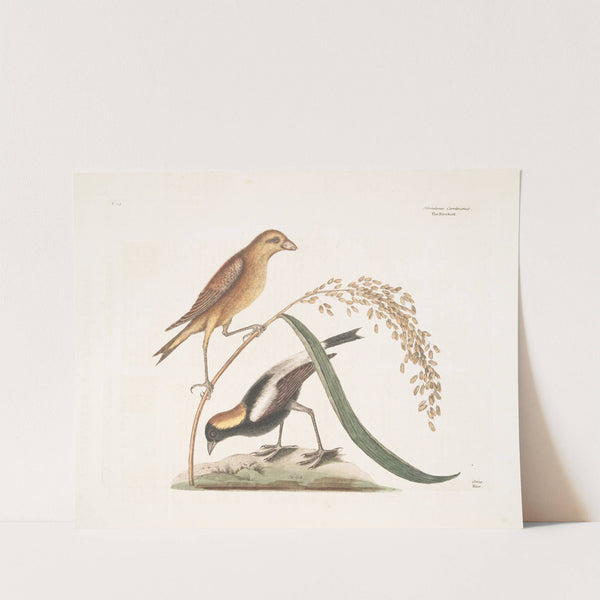 Hortulanus Caroliniensis, The Rice-bird; Oriza, Rice. by Mark Catesby