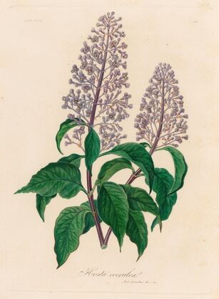 Hosta coerulea (1818-1824)