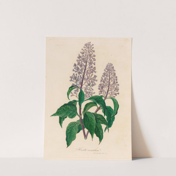 Hosta coerulea (1818-1824) by Gaetano Savi