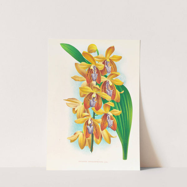 Houlletia brocklehurstiana by Jean Jules Linden