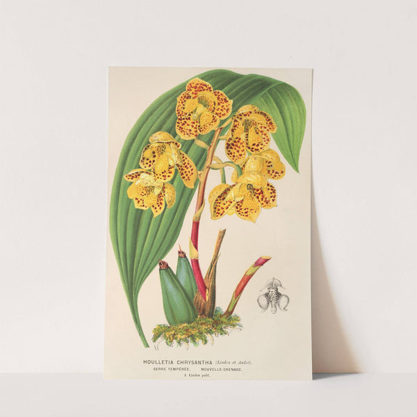 Houlletia chrysantha by Charles Antoine Lemaire