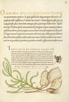 House Fly, Lavender Cotton, and Money Plant (1561–1596)