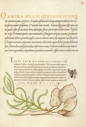House Fly, Lavender Cotton, and Money Plant (1561–1596)