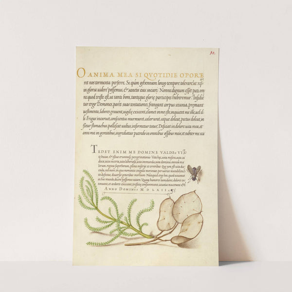House Fly, Lavender Cotton, and Money Plant (1561–1596) by Joris Hoefnagel