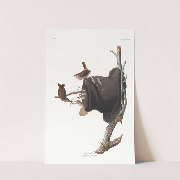 House wren by John James Audubon