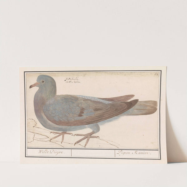 Houtduif (Columba palumbus) (1596-1610) by Anselmus Boëtius de Boodt
