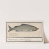 Houting (Coregonus oxyrinchus) Houtijng. Spiering. Sphijrena fluviatalis. (1596-1610) by Anselmus Boëtius de Boodt