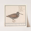 Houtsnip (Scolopax rusticola) (1596-1610) by Anselmus Boëtius de Boodt
