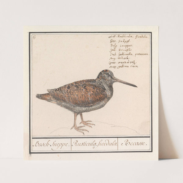 Houtsnip (Scolopax rusticola) (1596-1610) by Anselmus Boëtius de Boodt