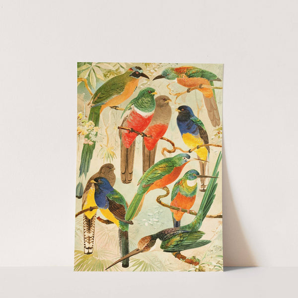 Hudú, Surucuás, Arirámbas da matta virgem by Emil August Göldi