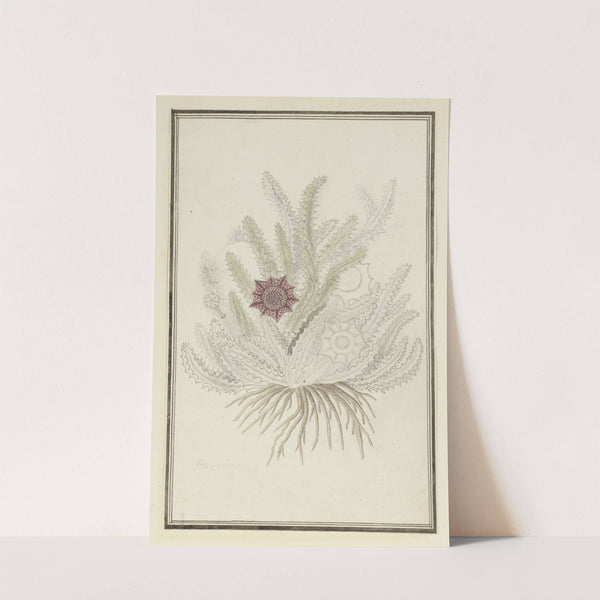 Huernia guttata (Masson) Haw. (Stapelia guttata) by Robert Jacob Gordon