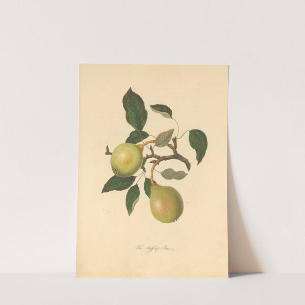 Huffcap Pear (1811) by Thomas Andrew Knight