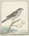 Huismus (1650 - 1719)
