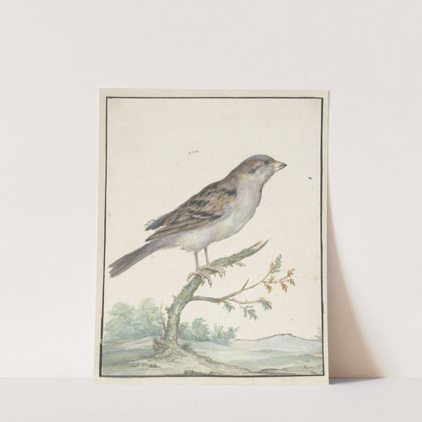 Huismus (1650 - 1719) by Jan Weenix