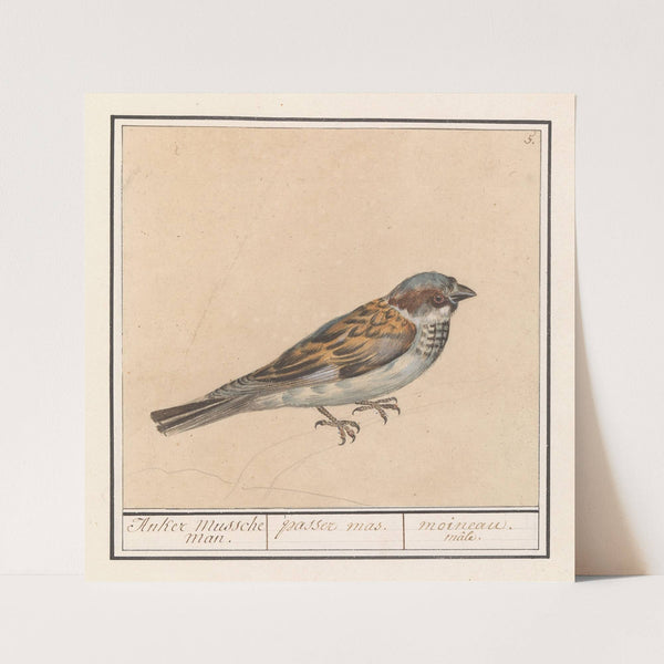 Huismus (Passer domesticus) (1596-1610) by Anselmus Boëtius de Boodt