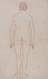 Human Body, Posterior View