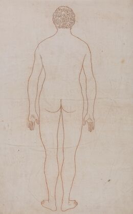 Human Body, Posterior View