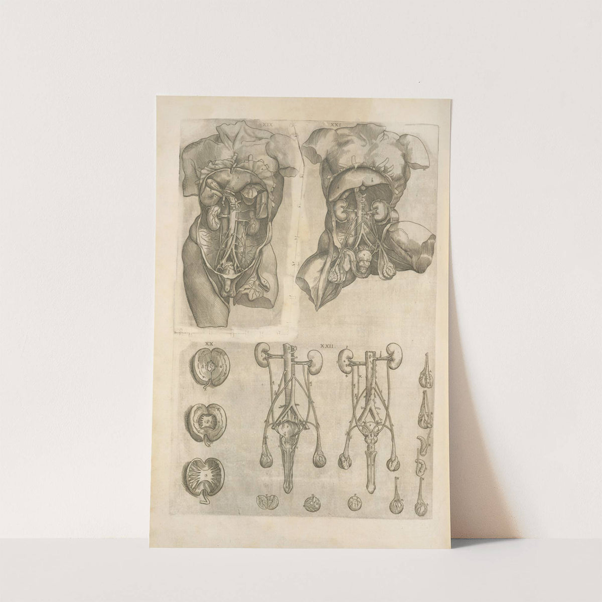 Human digestive system by Thomas Geminus