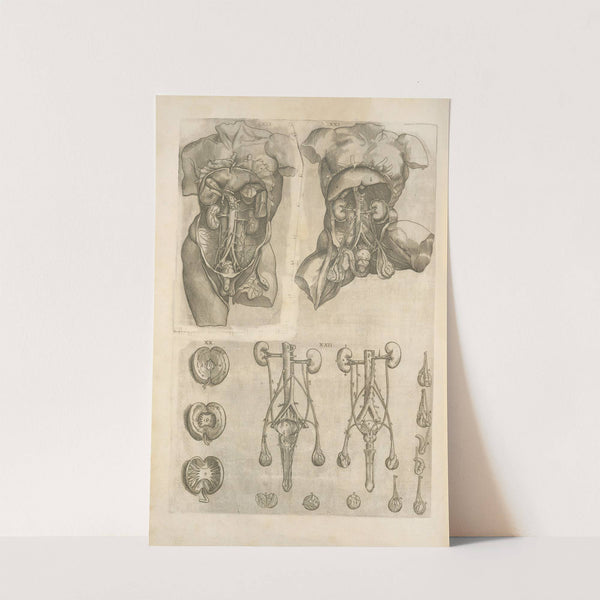 Human digestive system by Thomas Geminus